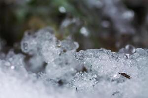 Melting snow and ice on grass in wild forest. Season change in nature. photo