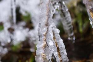 Melting snow and ice on grass in wild forest. Season change in nature. photo