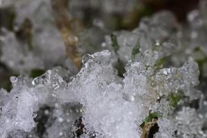 Melting snow and ice on grass in wild forest. Season change in nature. photo