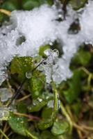 Melting snow and ice on grass in wild forest. Season change in nature. photo