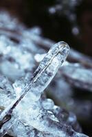 Melting snow and ice on grass in wild forest. Season change in nature. photo