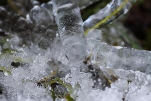 Melting snow and ice on grass in wild forest. Season change in nature. photo
