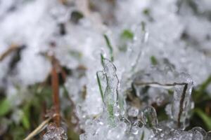 Melting snow and ice on grass in wild forest. Season change in nature. photo