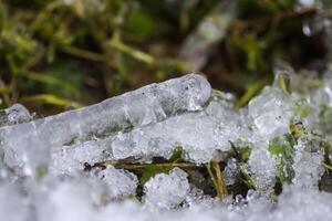Melting snow and ice on grass in wild forest. Season change in nature. photo