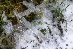Melting snow and ice on grass in wild forest. Season change in nature. photo