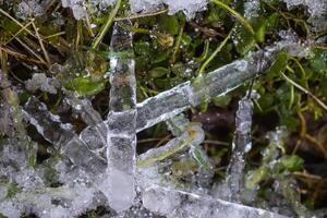 Melting snow and ice on grass in wild forest. Season change in nature. photo