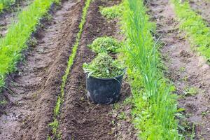Weeds in a plastic bucket on kitchen-garden. photo