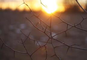 Trees on sunset background photo