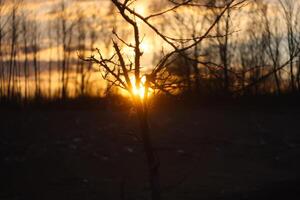 Trees on sunset background photo