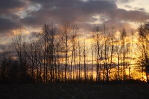 Trees on sunset background photo