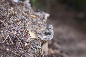 An anthill with a colony of ants in a wild forest. photo