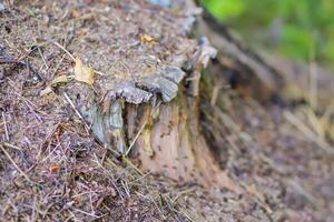 An anthill with a colony of ants in a wild forest. photo
