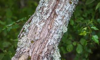 Tree bark with lichen. Nature in a wild forest. photo