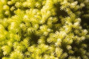 Spruce trees in a summer park. Evergreen trees close up in sunlight. photo