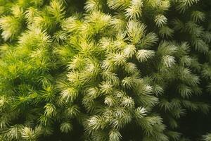 Spruce trees in a summer park. Evergreen trees close up in sunlight. photo