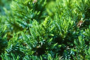 Spruce trees in a summer park. Evergreen trees close up in sunlight. photo