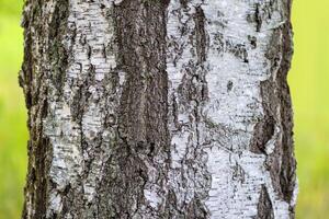 Tree bark with lichen. Nature in a wild forest. photo