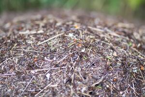 An anthill with a colony of ants in a wild forest. photo