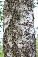 Tree bark with lichen. Nature in a wild forest. photo