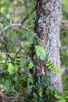 Tree bark with lichen. Nature in a wild forest. photo