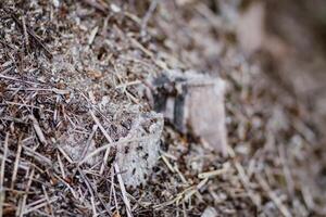 An anthill with a colony of ants in a wild forest. photo