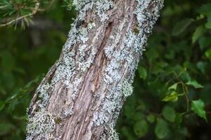 Tree bark with lichen. Nature in a wild forest. photo