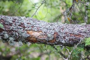 Tree bark with lichen. Nature in a wild forest. photo