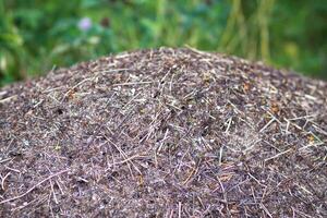 An anthill with a colony of ants in a wild forest. photo
