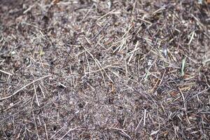 An anthill with a colony of ants in a wild forest. photo