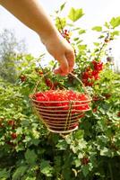 Red currant berries in a small basket in a hand on summer garden background. photo