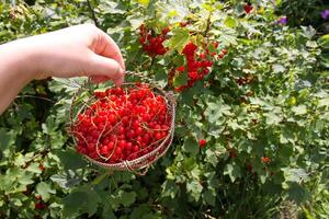 Red currant berries in a small basket in a hand on summer garden background. photo