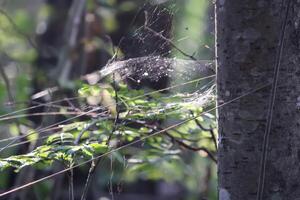 Tree branches with spider web in sunlight in summer forest. Light and shadows. Summer nature details. photo