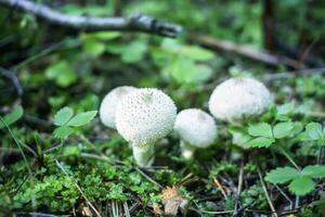 Mushrooms growing in wild forest. Lycoperdon edible mushroom photo