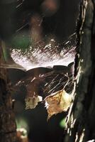 Tree branches with spider web in sunlight in summer forest. Light and shadows. Summer nature details. photo