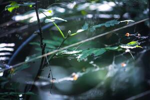 Tree branches with spider web in sunlight in summer forest. Light and shadows. Summer nature details. photo