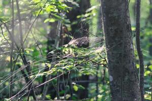 Tree branches with spider web in sunlight in summer forest. Light and shadows. Summer nature details. photo