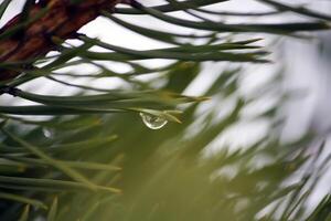 Beautiful pine tree branches photo