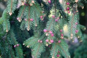 Green branches of spruce tree photo