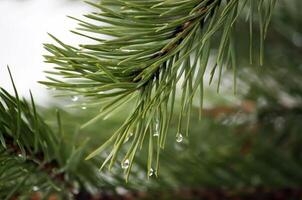 Beautiful pine tree branches photo