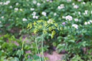 Potatoes flowers blossom on the farm field. Flowering potato plants. photo