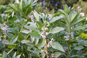Organic vegetables grow on the farm field. Flowering beans. photo