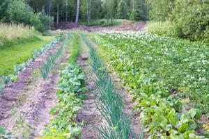 Organic vegetables grow on the farm field. Onions and salad. photo