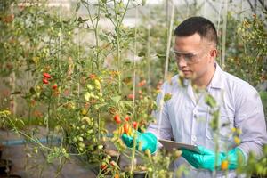 asian agriculture checking the quality of the tomatoes in his hand while holding digital tablet on his left hand to monitoring growth of tomatoes in greenhouses. photo