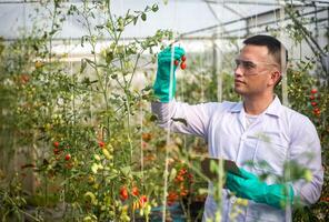 asian agriculture checking the quality of the tomatoes in his hand while holding digital tablet on his left hand to monitoring growth of tomatoes in greenhouses. photo