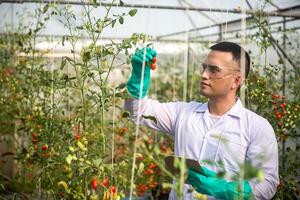 asian agriculture checking the quality of the tomatoes in his hand while holding digital tablet on his left hand to monitoring growth of tomatoes in greenhouses. photo