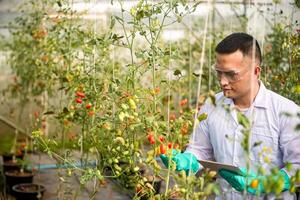 asian agriculture checking the quality of the tomatoes in his hand while holding digital tablet on his left hand to monitoring growth of tomatoes in greenhouses. photo