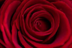 Close-Up of a Red Rose Captured with a Macro Lens photo