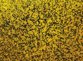 Close-Up of Golden Patterned Surface with Oblong Shapes and Circles photo