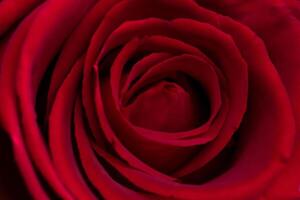 Close-Up of a Red Rose Captured with a Macro Lens photo