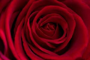 Close-Up of a Red Rose Captured with a Macro Lens photo